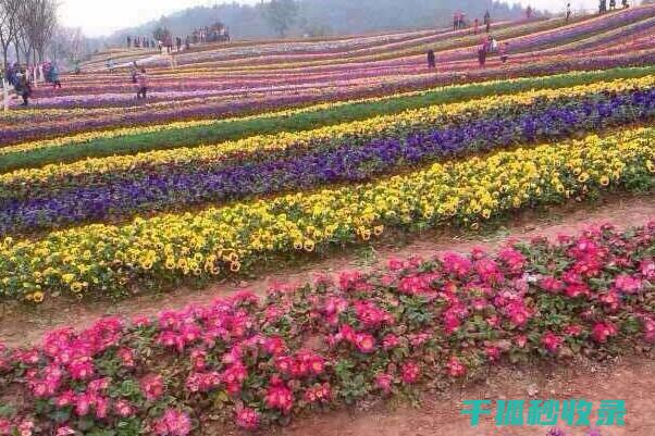 应季花卉种植