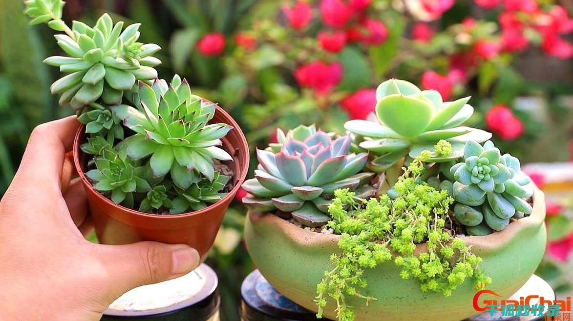 多肉植物养护艺术：从日常护理到特殊照顾 (多肉植物养护方法)