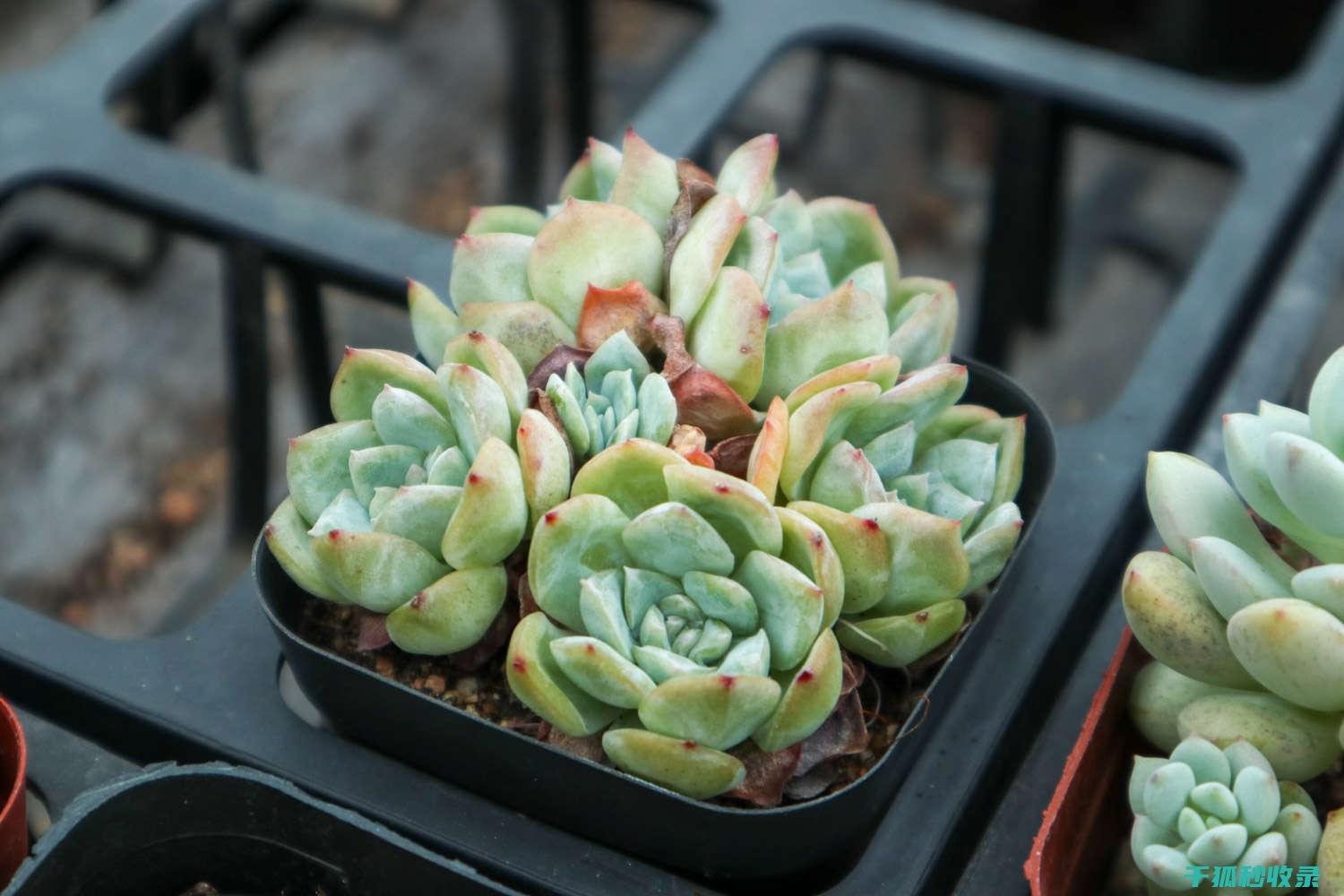 多肉植物养护经验分享：成功养植的关键步骤 (多肉植物养护方法)