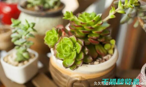 多肉植物养护方法