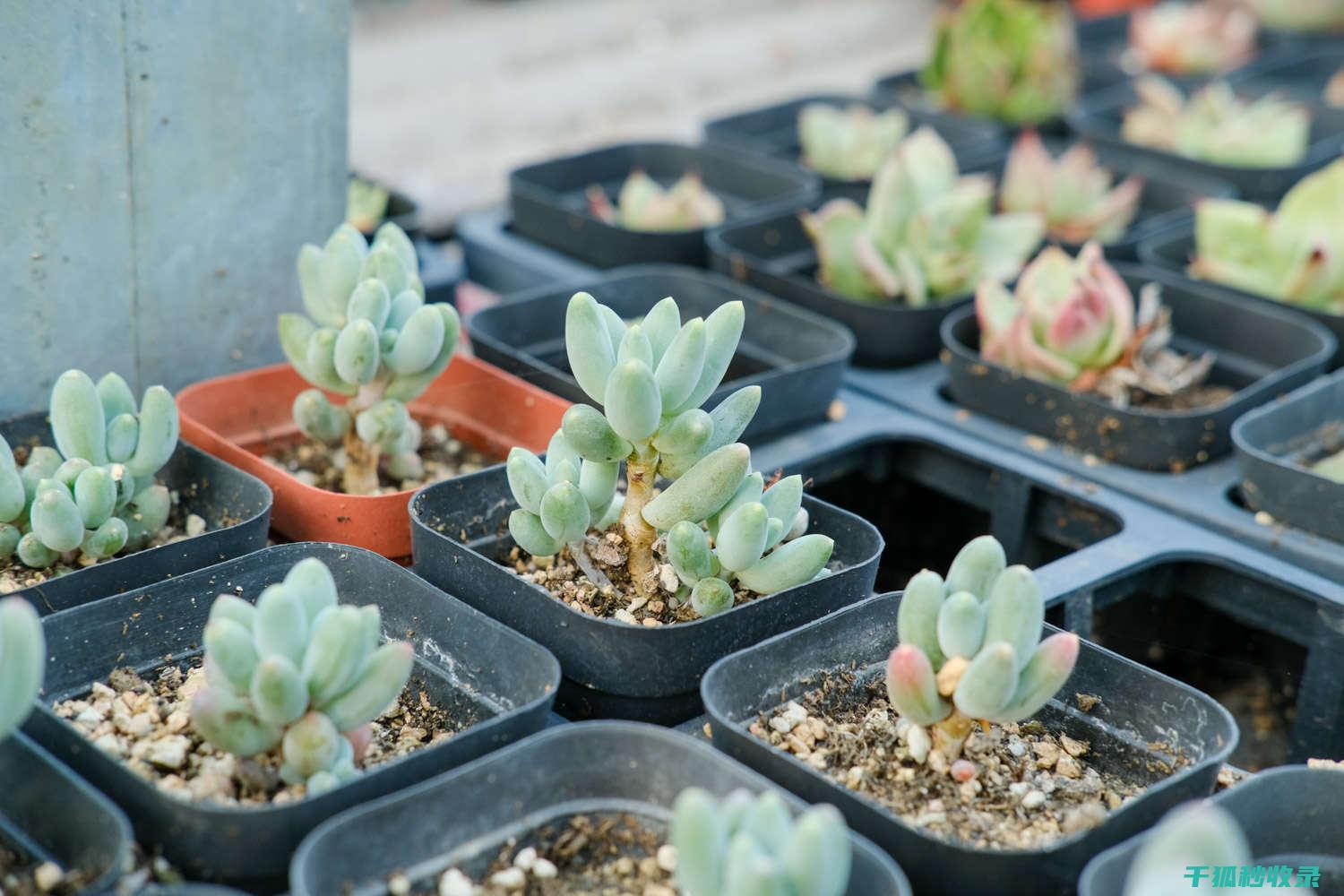 多肉植物养护全解析：环境因素对生长的影响 (多肉植物养护方法)
