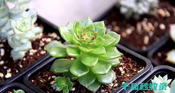 多肉植物养护秘方：让多肉植物四季常青 (多肉植物养护技巧)