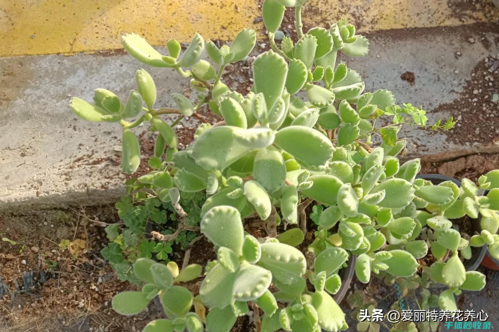 多肉植物养护全知道