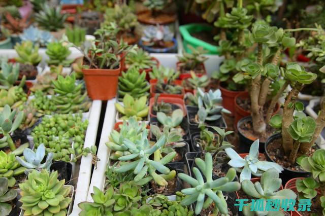 多肉植物养护全记录：从选盆到换盆的全过程 (多肉植物养护技巧)