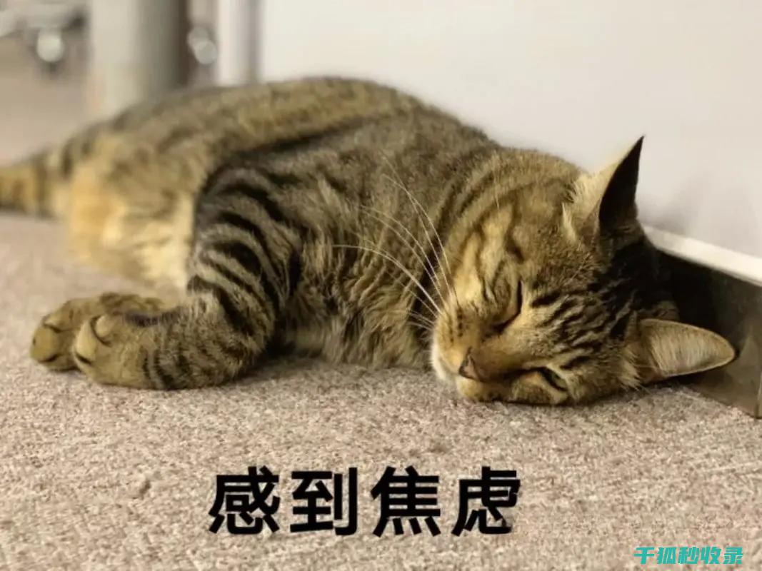 猫咪应激反应：如何通过玩具和游戏分散注意力 (猫咪应激反应怎么缓解)