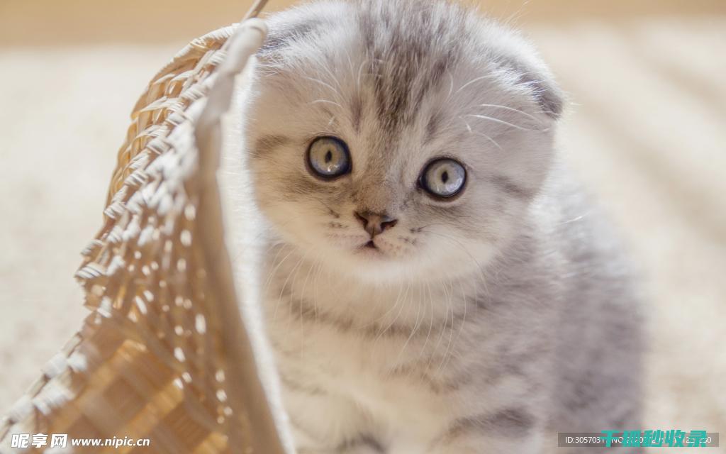 猫咪应激反应：如何通过改变作息时间来调整心态 (猫咪应激反应怎么缓解)