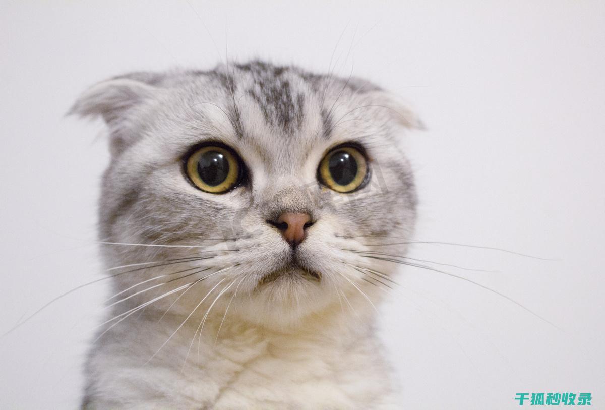猫咪应激反应：如何通过改变玩具种类分散注意力 (猫咪应激反应怎么缓解)