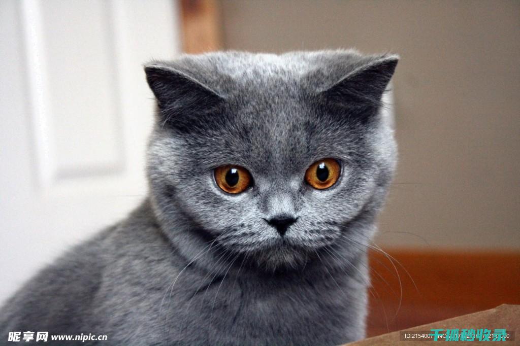 猫咪应激反应：如何通过增加活动空间分散注意力 (猫咪应激反应怎么缓解)