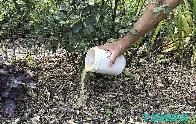 花卉施肥时机与生长周期的关系解析