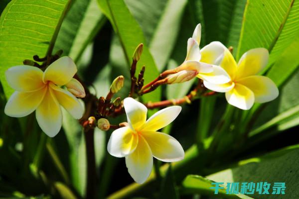 冬季花卉施肥的时机与温度控制的重要性 (冬季花卉施肥吗)