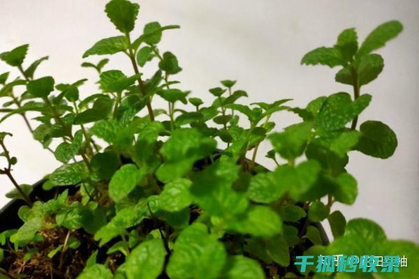花卉施肥时机与不同气候条件下的应对策略 (花卉施肥时机要求)