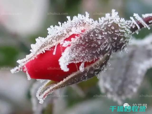 冬季花卉施肥吗