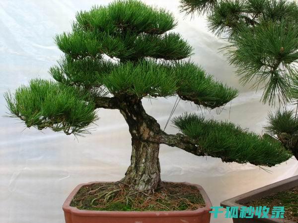 植物病虫害防治：如何提升植物免疫力 (植物病虫害防治)