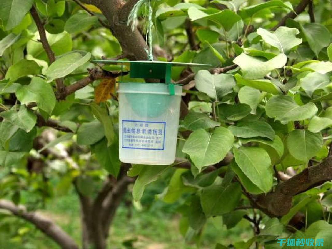 植物病虫害防治：如何通过种子处理预防病虫害 (植物病虫害防治)