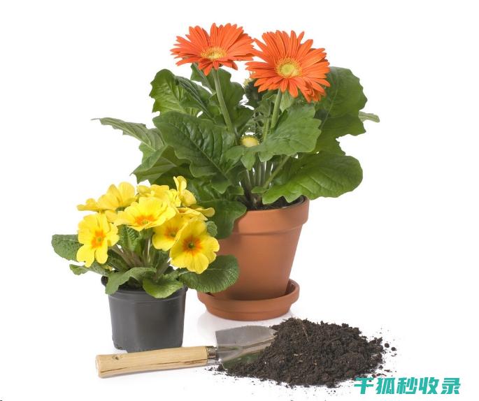 盆栽土壤配比：适合不同养分需求植物的配方指南 (盆栽土壤配比方法)