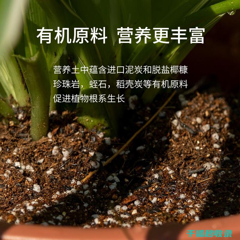 盆栽土壤配比：新手必看：如何调配适合的土壤 (盆栽植物土壤配比)