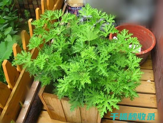 植物驱虫：探索植物在家庭防护中的独特作用 (植物驱虫药怎么用)