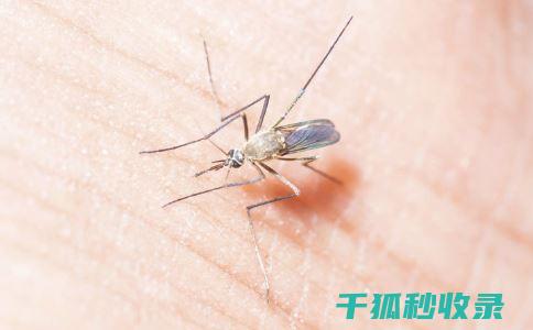 蚊虫叮咬后止痒？试试这些简单又有效的偏方 (蚊虫叮咬后止痒消肿的药)