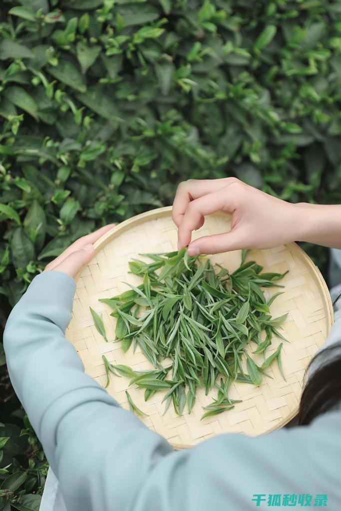 茶叶渣的多面利用：肥料、饲料和生物燃料的新选择 (茶叶渣用途)