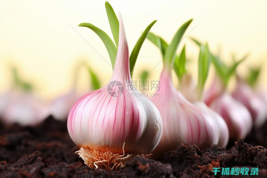蒜皮剥得快？这个方法超实用，厨房必备 (剥掉蒜皮)