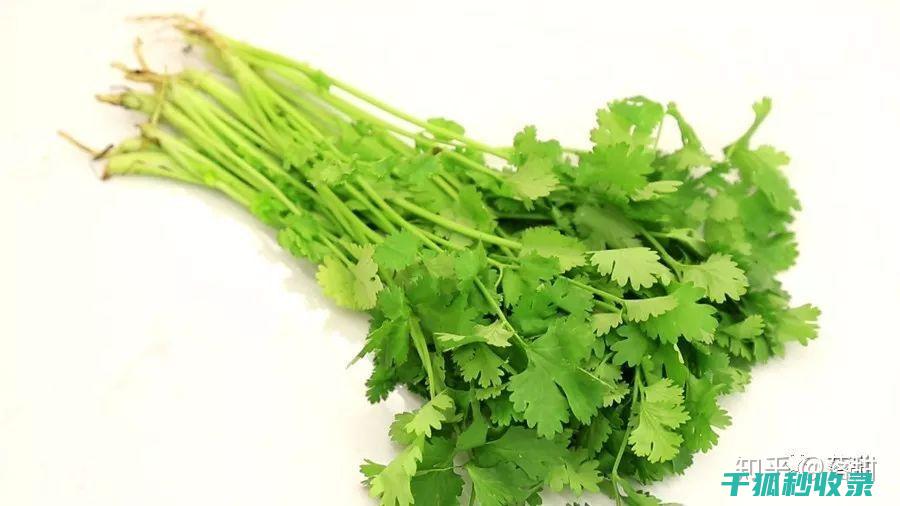 不想香菜快速变黄？这个方法必须知道！ (怎么能让香菜放久一点)