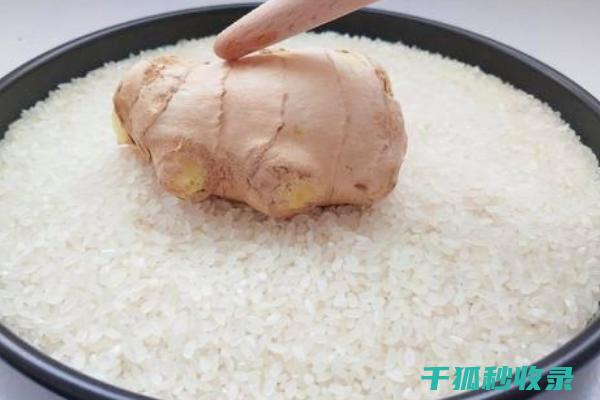 生姜保存全攻略：延长其保鲜期的技巧 (生姜然后保存)