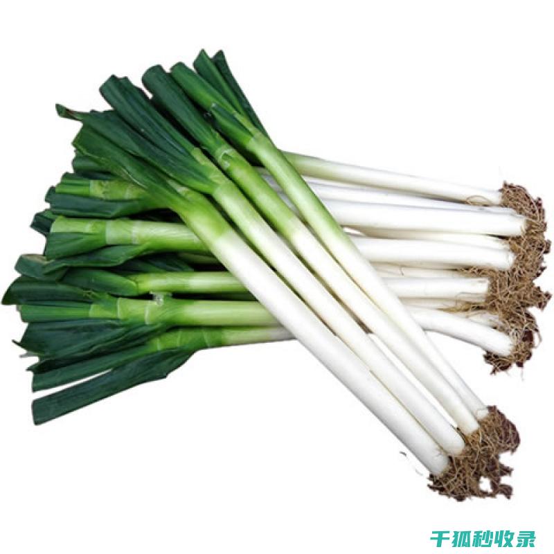 大葱储存小窍门：延长葱的保鲜期 (大葱储存小窍门是什么)