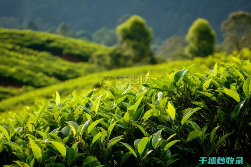茶叶保存的几个关键点，你都知道吗？ (茶叶保存的几种方法)
