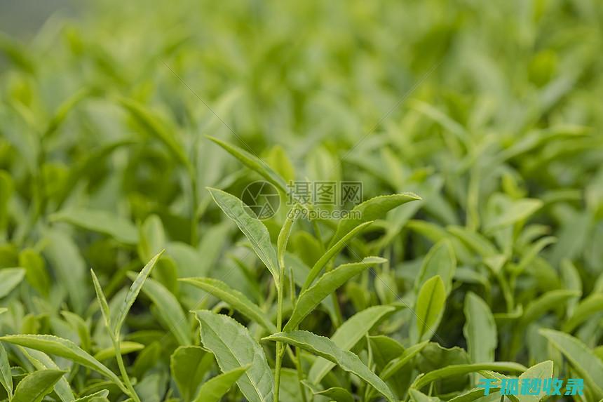 茶叶保存秘籍：延长茶叶寿命的小窍门 (茶叶如何储存保鲜)