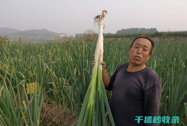 葱保存不当容易腐烂？这些方法帮你延长它的保鲜期 (葱保存不当容易发芽吗)