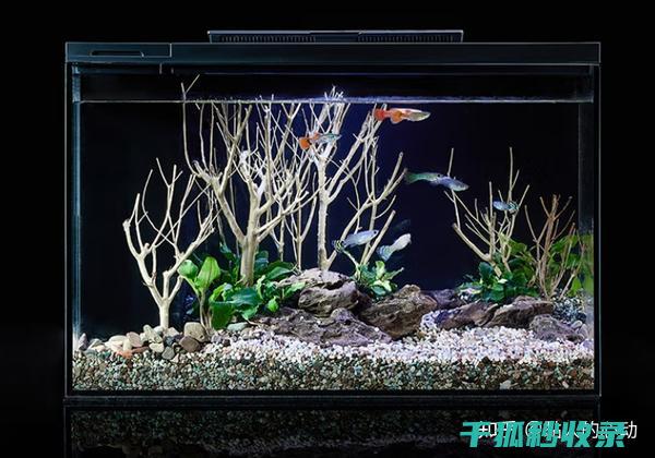 鱼缸清洁方法：从底部到表面的全面清洁 (鱼缸清洁方法有哪些)