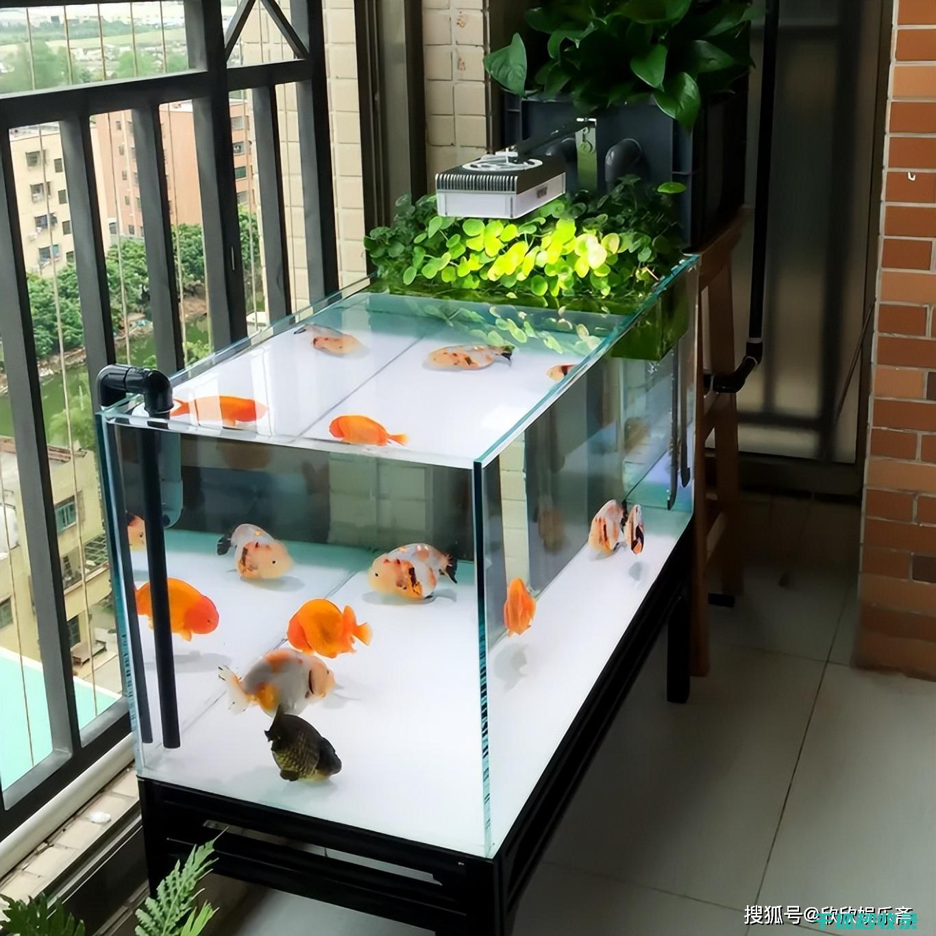 鱼缸清洁工具推荐：环保型清洁工具 (鱼缸清洁工具大全)